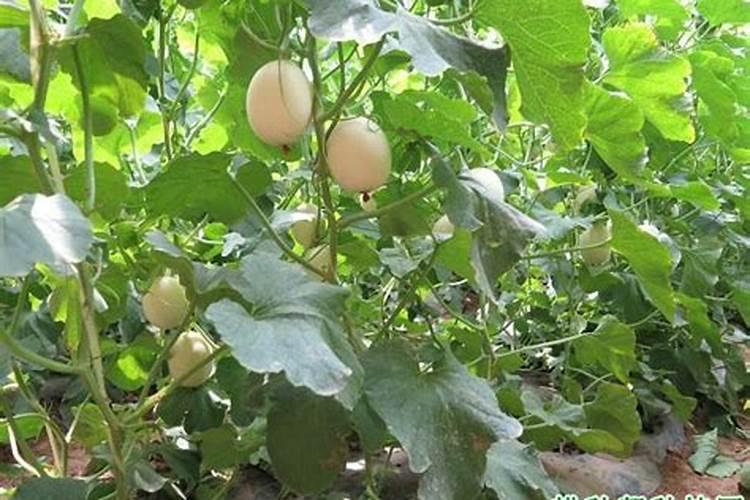 韭菜最忌三种肥料