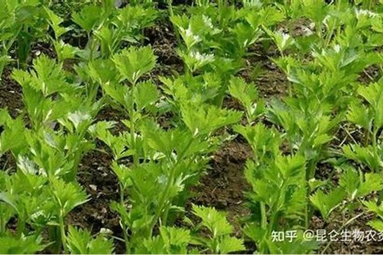 韭菜多久追肥 韭菜追肥的最佳时间