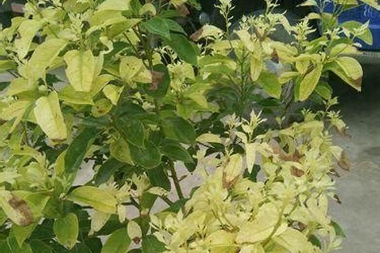 香樟树用什么肥料最好