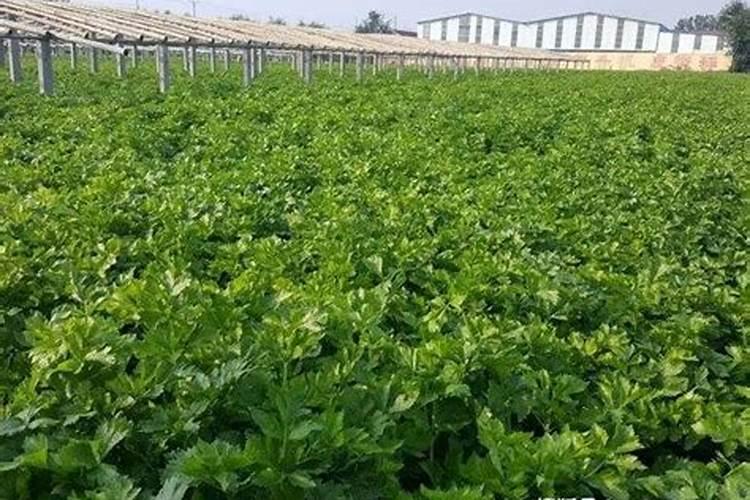 果树冲施肥的使用方法,使用果树冲施肥要注意什么？