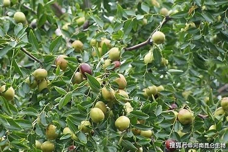 枣树追肥什么时间好、追哪些肥料
