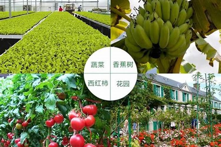 观叶盆景叶面喷施什么肥好？观叶盆景养护施肥方法