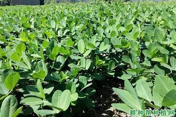 青苔可以做花土吗？