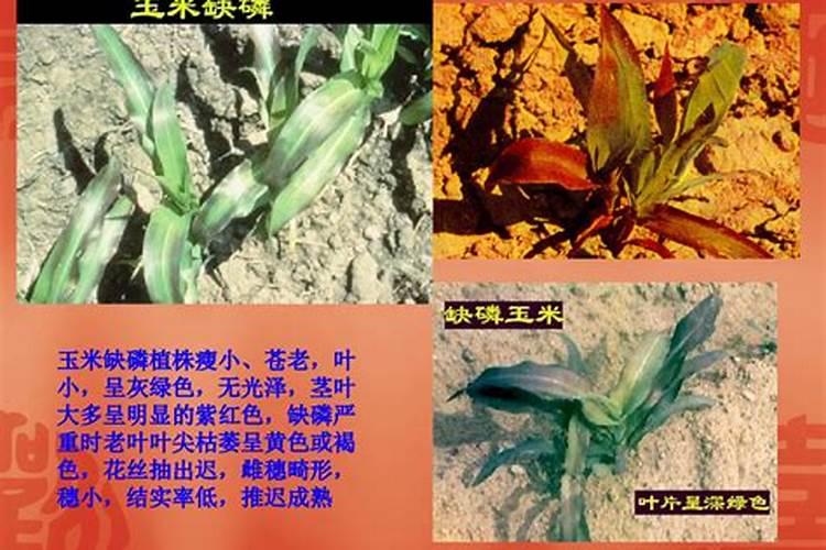 叶子发黄是缺什么肥料