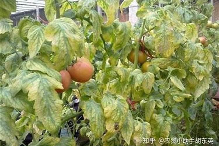 进口十大水溶肥品牌