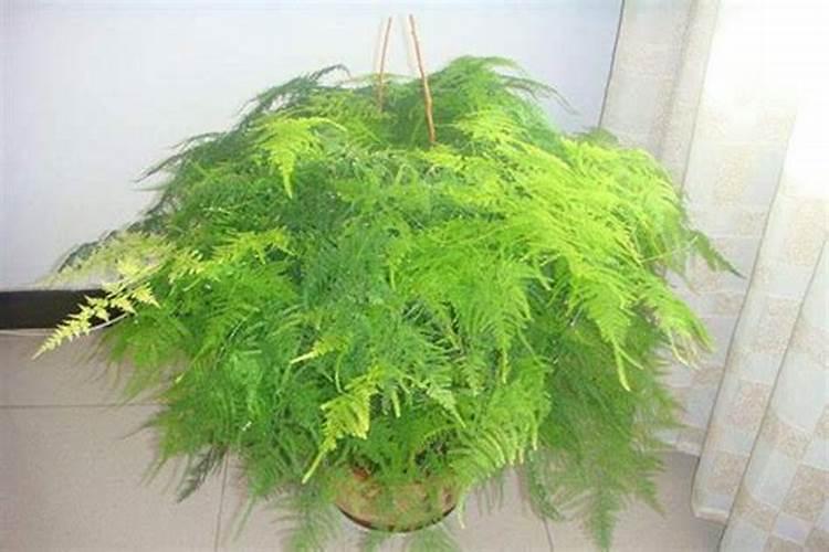 水溶肥知名品牌有哪些？