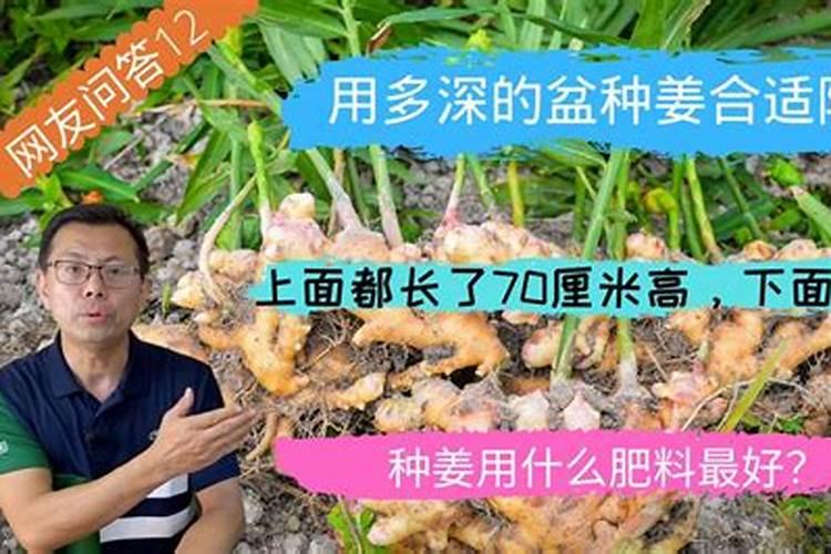 为什么砂糖桔座果较困难,请解析清楚点,谢谢。