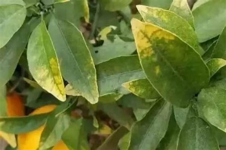 挪威复合肥和红牛复合肥哪个好