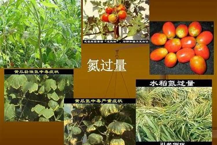 大量元素水溶肥的作用与功效