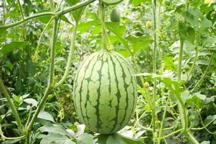 使用大量元素水溶肥有什么好处？