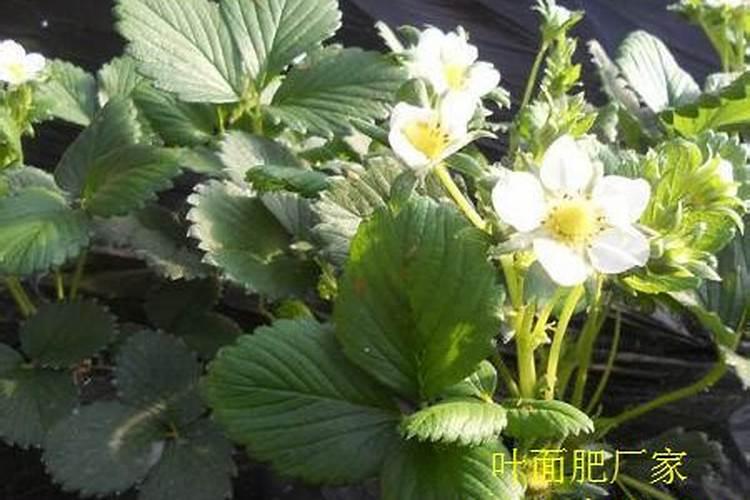 矿源黄腐酸钾和生化黄腐酸钾两者区别大吗？