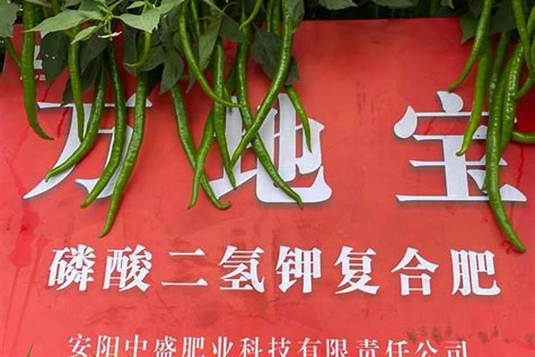 黄瓜用水溶肥有什么效果(大棚黄瓜水溶肥配方及方案)