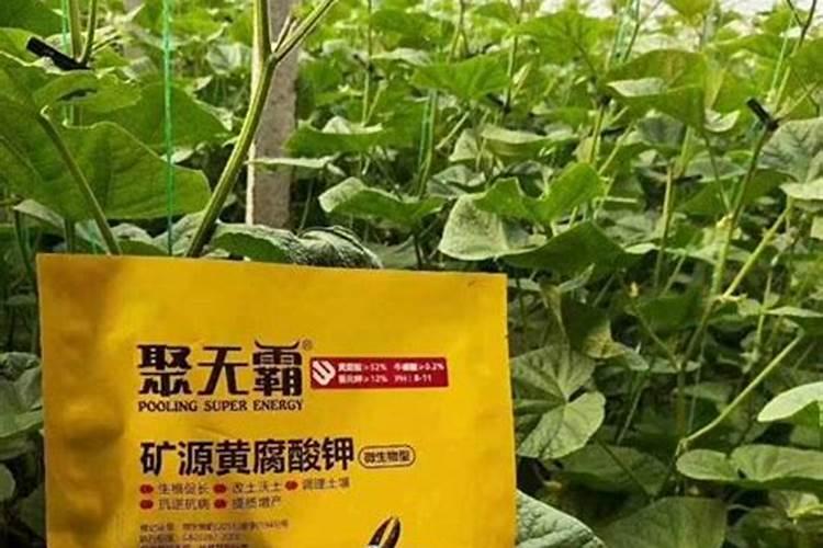 冬季大棚蔬菜用什么样的水溶肥效果比较好？