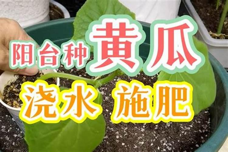 新载的果树几天浇一回水？