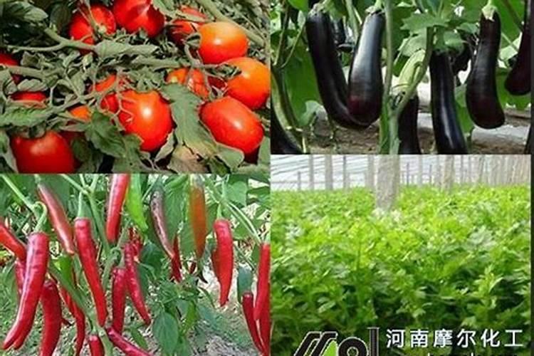 西红柿需要肥料的比例是多少？西红柿后期需要高钾肥？