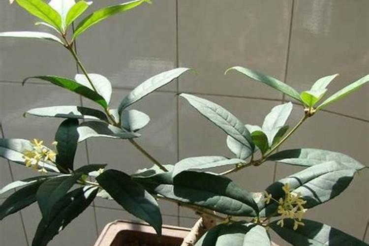 成年类桂花树第三次施肥施肥方法是什么？