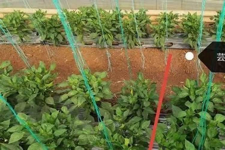 芸苔素内酯在 樱桃树上具体分那几个阶段使用能提高坐果率