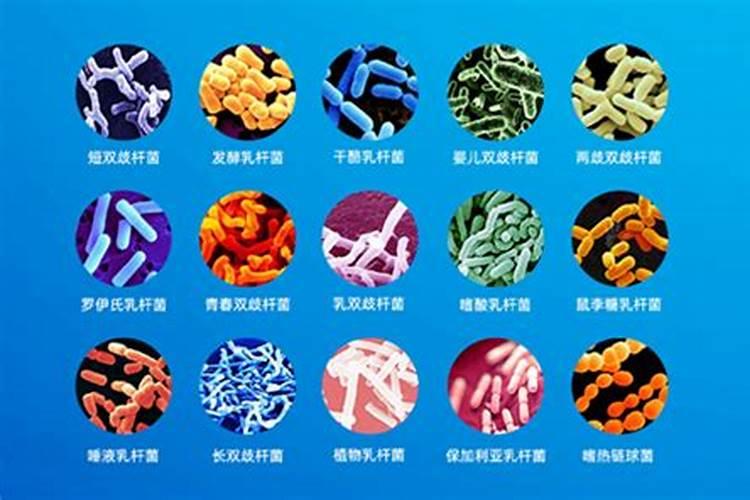 枯草芽孢杆菌的作用是？
