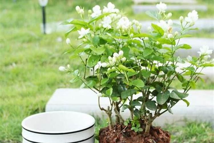 茉莉花开时需要施肥吗？