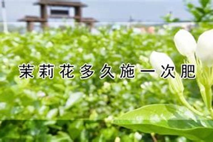 茉莉花多久施一次肥