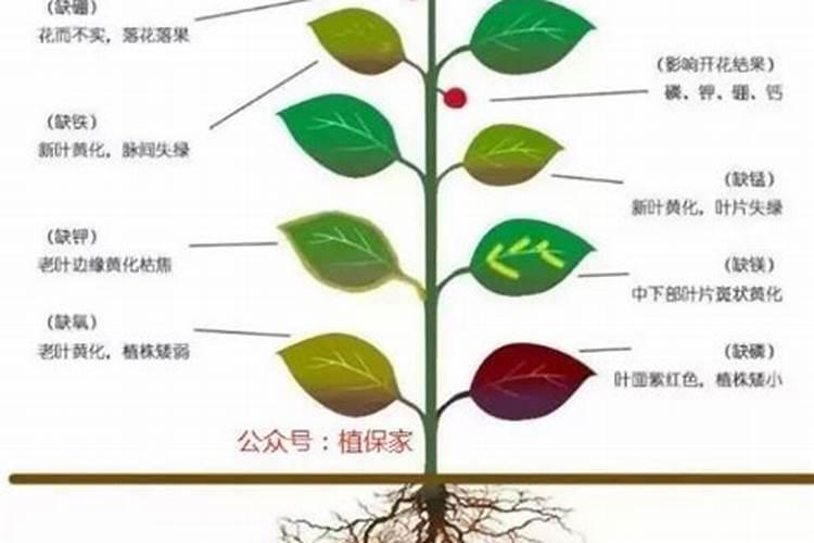 兰花要施什么肥？具体方法