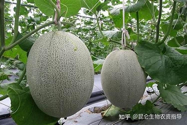果树叶面肥过量如何挽救