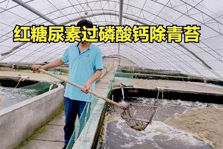 三角梅花期用什么肥料好？三角梅应该多久施肥一次？