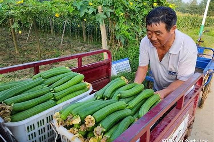 缓释肥和控释肥的区别是什么