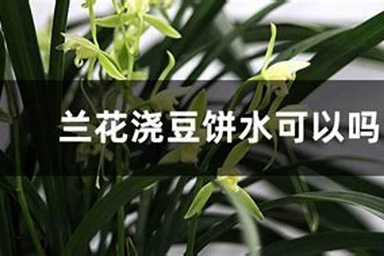 兰花如何施肥？