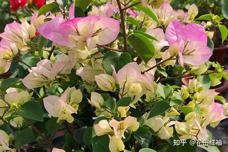 三角梅要施什么肥
