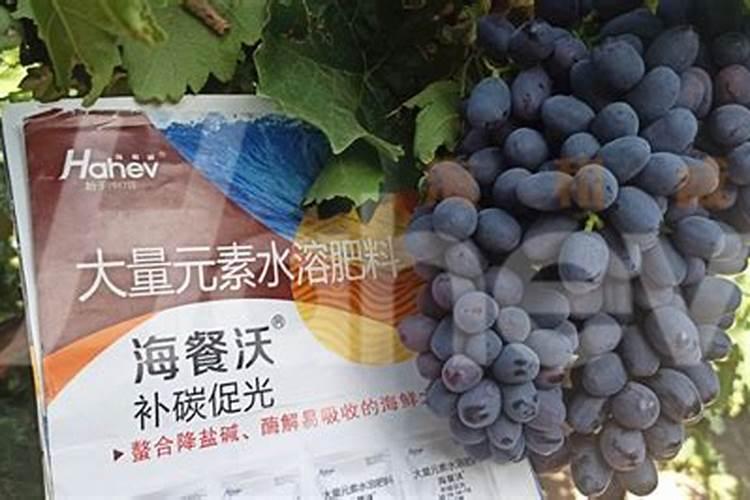 葡萄第一次打硼,钙,锌叶面肥什么时候