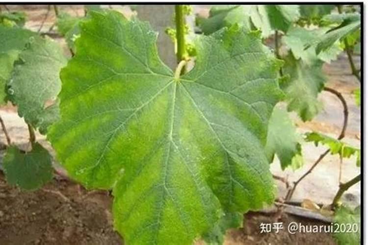 葡萄什么时候施肥葡萄的施肥时间