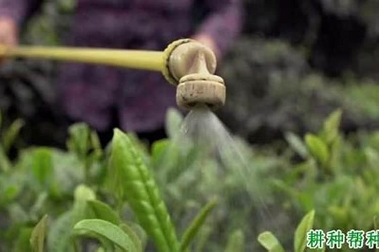 生根水能促兰花花芽吗