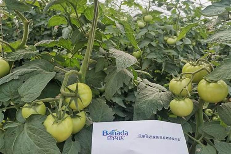 花生什么时候打钙肥