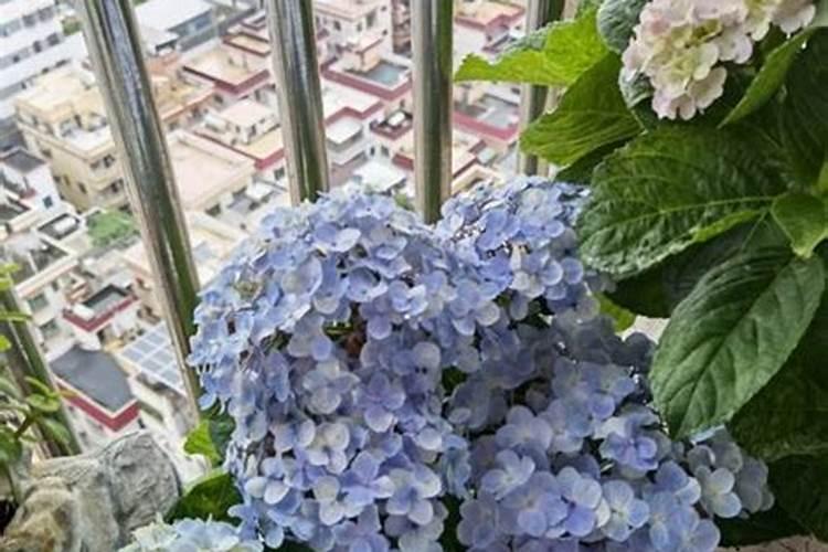 花生开花期要施什么肥花生开花期怎么施肥