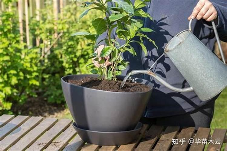 花生什么时候打钙肥？