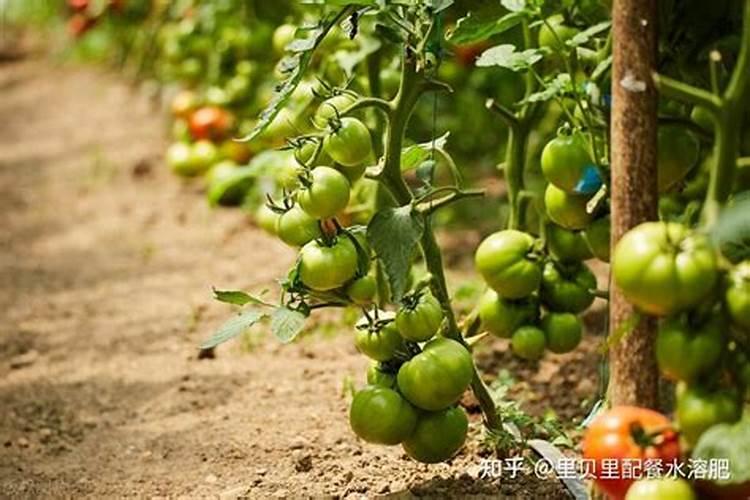 番茄第一次追肥用什么肥最好