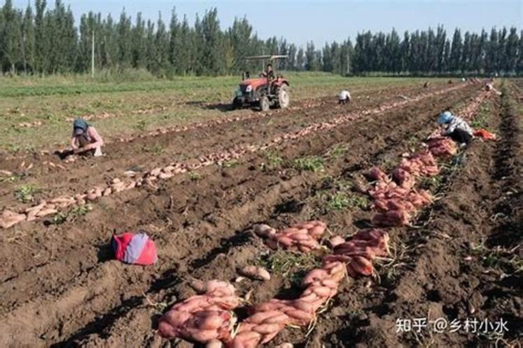 叶面肥可以灌根吗 叶面肥多长时间能吸收