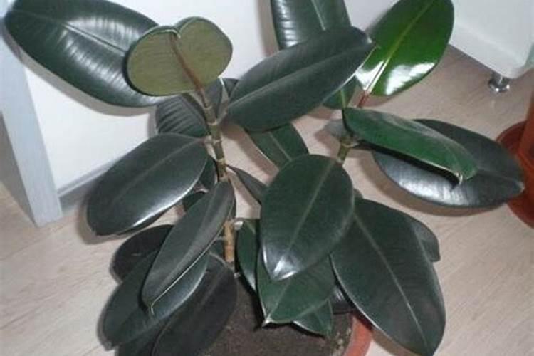 叶面肥多久被植物吸收