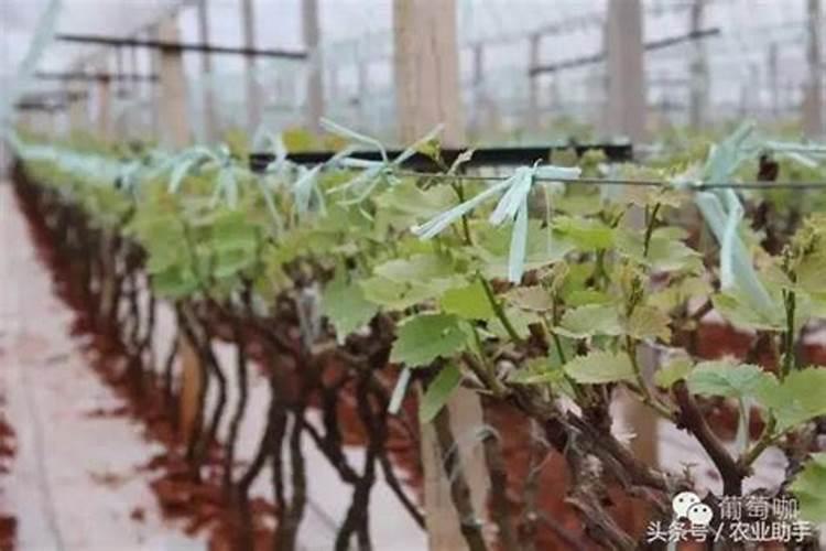 葡萄上什么肥料好
