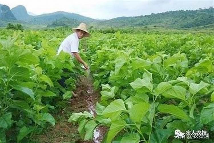 氮肥对植物的作用