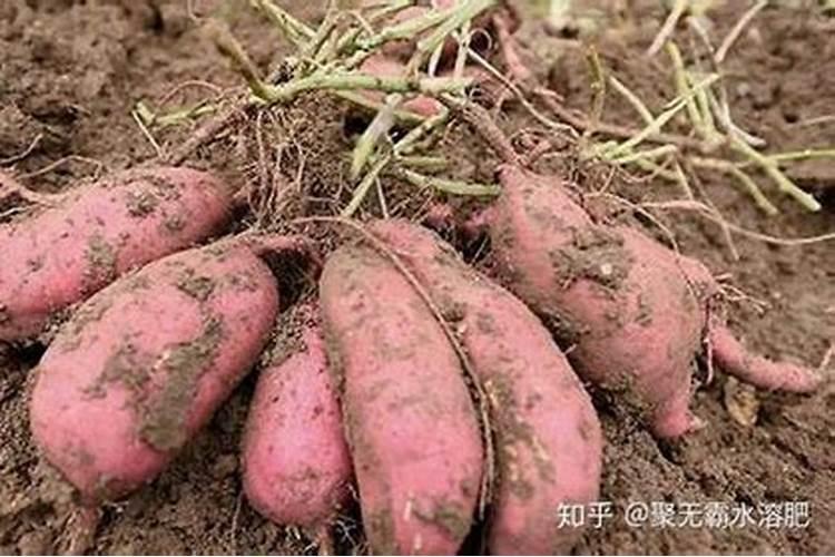 浇什么肥料让红薯长得粗壮长得快