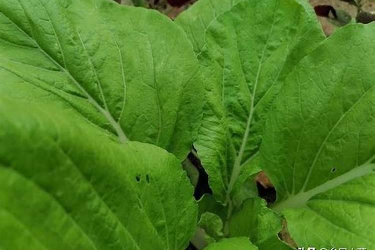 柴灰可以做肥料吗 草木灰的主要成分与作用