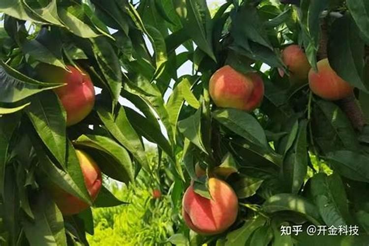 澳大利亚首都是哪个城市？