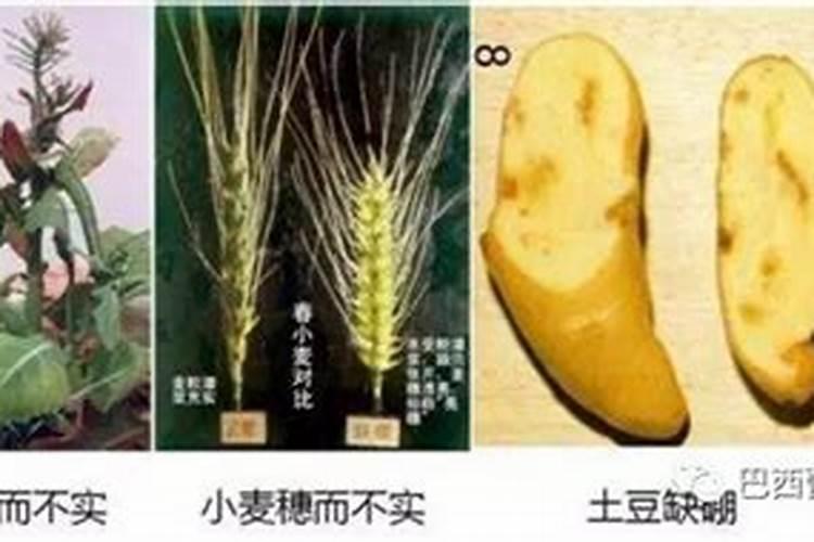 新乡市及时雨有机肥料有限公司怎么样？