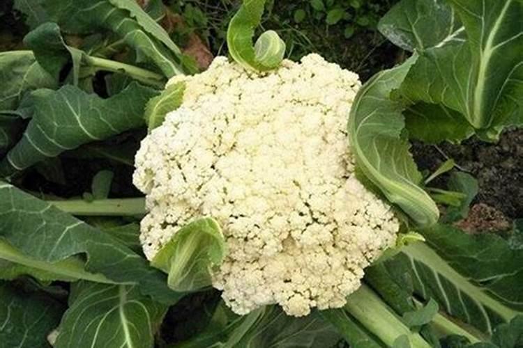 种花到底用哪种肥料比较好、用什么肥料养花最好