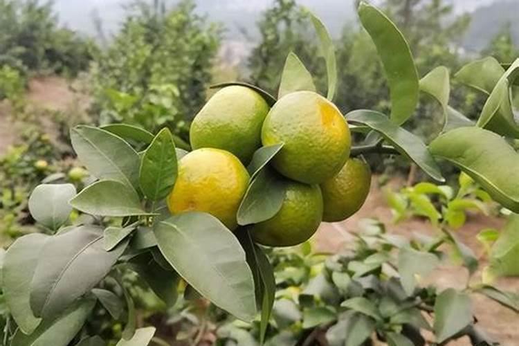 柑橘苗叶面肥施药方法