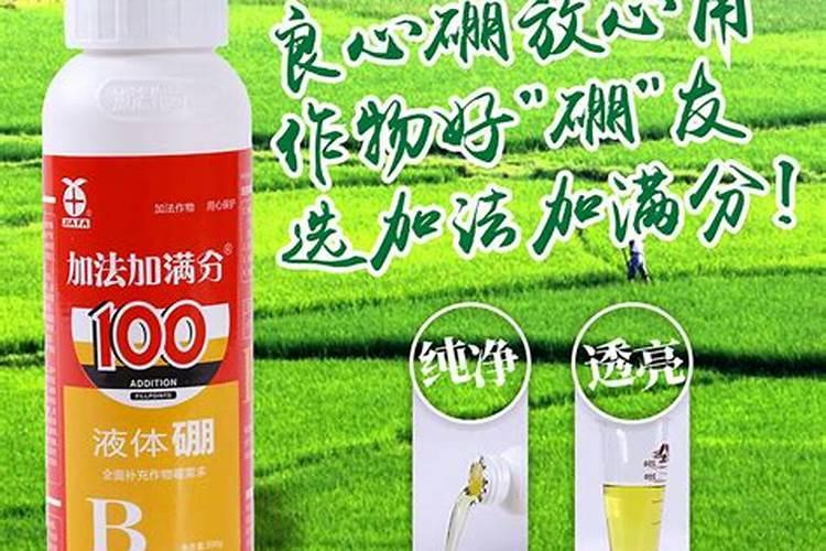 种植大白菜怎样施肥才产量高(种大白菜需要什么底肥)