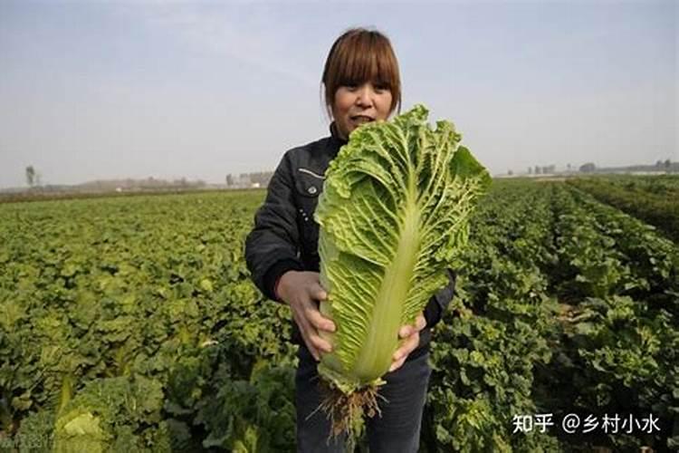 如何种植管理秋季大白菜