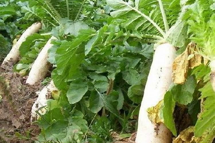 小白菜出芽后几天浇肥 可以施复合肥吗